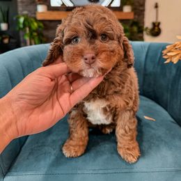 D R E A M Y - Chocolate merle male Bernedoodle puppy in Pleasant View, Utah from Anchor Dogs