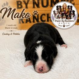 Mako - Black tri-color male Australian Shepherd puppy in Magee, Mississippi from Paint ByNumbers Ranch