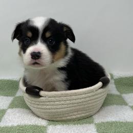 Yeti - Black and tan male Pembroke Welsh Corgi puppy in Waco, Texas from The Comma Corgis