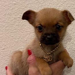 Tea cup size Coco, 2,300 - Chocolate sabled fawn female Chihuahua puppy in Burleson, Texas from Tiny Diiamond Chihuahua