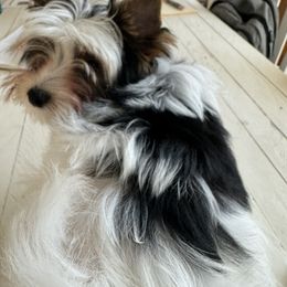 Baby - Biewer Terrier
