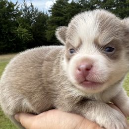 Phoenix - Lavender female Pomsky puppy in Gunter, Texas from The Painted Pomsky