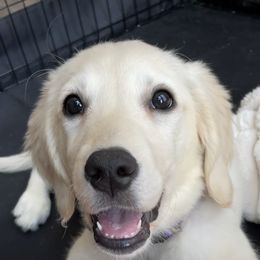 Golden Retriever Puppies from Bluehorsegoldens