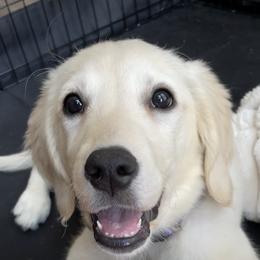 Golden Retriever Puppies from Bluehorsegoldens