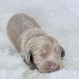 Zack Morris - Fawn (isabella) and cream male Dachshund puppy in Perris, California from The Dach House