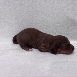 Dachshund Puppies from KJ Kennels of NJ