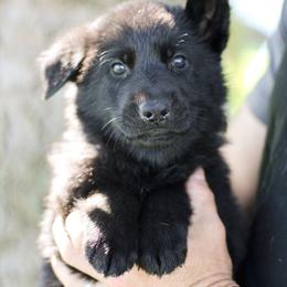 Monica (Purple Collar) - Black female German Shepherd puppy in Mason, Michigan from Sweet Breeze Acres