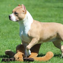 Lola - American Staffordshire Terrier