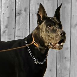 Great Dane puppies from Red Cloud Australian Shepherds and DeGray Great Danes & Bulldogs