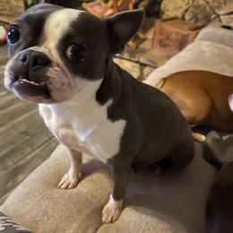 Taz - Boston Terrier