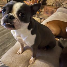 Taz - Boston Terrier