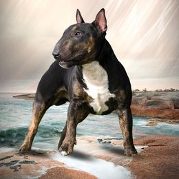 Neo - Miniature Bull Terrier