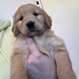 Girl 3 - Golden female Golden Retriever puppy in Murrieta, California from The Golden Leash Kennels