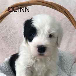 QUINN - Blue gray and white female Old English Sheepdog puppy in Baltimore, Maryland from Misty Blue’s Old English Sheepdogs