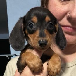 Sabrina - Black and tan female Dachshund puppy in Onalaska, Texas from Smokey Pines Dachshunds