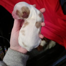 Boy 2 - Cavalier King Charles Spaniel puppy in Grand Blanc, Michigan from Meraki Cavs