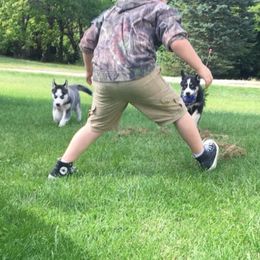 Siberian Husky Puppies from Siberian Huskies-Beckham the Great