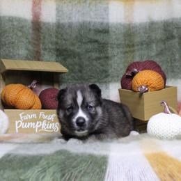 Red - Black and white male Siberian Husky puppy in York, Pennsylvania from Spalla Pups