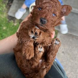 California - Red  female Poodle puppy in Port Arthur, Texas from Perfect Paw Kennel