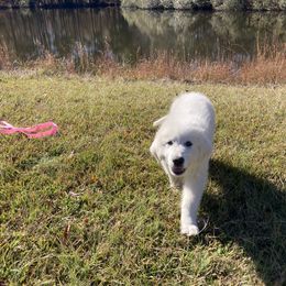 Great Pyrenees Puppies from Sweet Land of Liberty