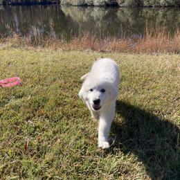 Great Pyrenees Puppies from Sweet Land of Liberty