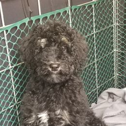 Lily - Poodle