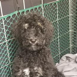 Lily - Poodle