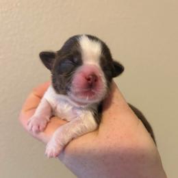 Boy 1 - Liver and white male Shih Tzu puppy in Springfield, Missouri from Lopez Family Tails