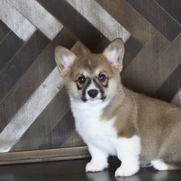 Pembroke Welsh Corgi Puppies from Elderwood Farms