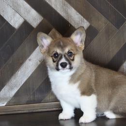 Pembroke Welsh Corgi Puppies from Elderwood Farms