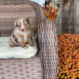 Tigger - Red merle male Toy Australian Shepherd puppy in Quincy, Michigan from Ivy Meadows and Friends