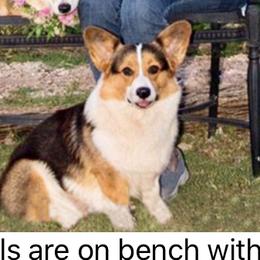 Charlie  - Pembroke Welsh Corgi