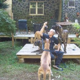 Great Dane All Grown Up from Lentz Great Danes
