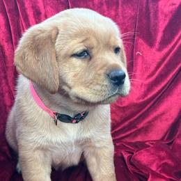 Pink Collar - Girl - Yellow female Labrador Retriever puppy in Beaverdam, Virginia from Gold Heart Labradors
