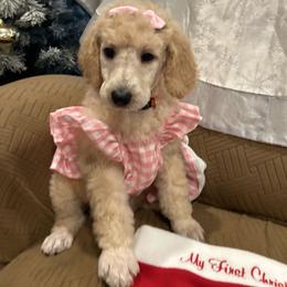 Pearl - Apricot female Poodle puppy in Mobile, Alabama from Semmy’s Standard Poodle LLC