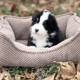Pyrite - Black tri-color male Australian Shepherd puppy in Augusta, Georgia from Incendia Aussies & Dobies