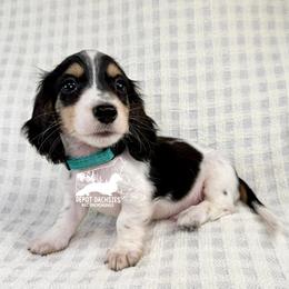 Pip, Long Hair, Black and Tan, Piebald AKC - Black and tan male Dachshund puppy in South Easton, Massachusetts from Depot Dachsies