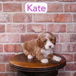 Kate - Red  female Goldendoodle puppy in Calhoun, Georgia from Happy Top Doodles