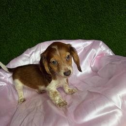 Tommy - Piebald male Dachshund puppy in Lake City, Florida from My Ditzy Doxies of Florida