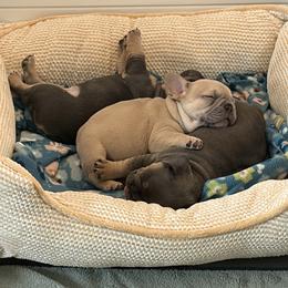 French Bulldog Puppies from Foster Lake Frenchies