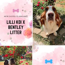 Basset Hound puppies from Blooming Basset