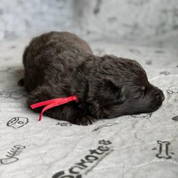 Galahad-Red - Black male German Shepherd puppy in Medical Lake, Washington from Nine Realms German Shepherds