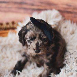 Cockapoo Puppies from Cockapoo~To~You