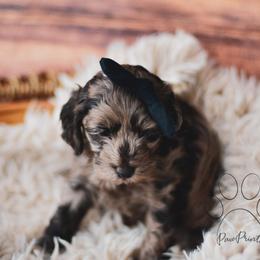 Cockapoo Puppies from Cockapoo~To~You