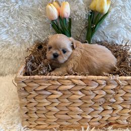 Reed - Cream and white male Shih Tzu puppy in Success, Missouri from Sweet Success