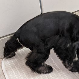 Miniature Schnauzer Puppies from Pawesome Pups