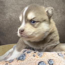 Boy 2 - Wolf sable male Pomsky puppy in Amarillo, Texas from Pom Pom Pomskies