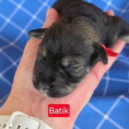 Batik - Salt and pepper male Miniature Schnauzer puppy in Piedmont, Oklahoma from J&K's Miniature Schnauzers