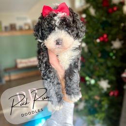 Ember - Black female Goldendoodle puppy in Upper Sandusky, Ohio from Rock Run Homestead