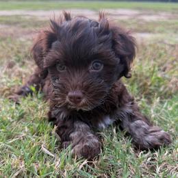 Chocolate male with white chest - Chocolate male Havanese puppy in Douglas, Georgia from Huffer Hounds and Havanese